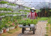 Thủ phủ hoa lớn nhất Đà Nẵng tất bật ngày giáp Tết