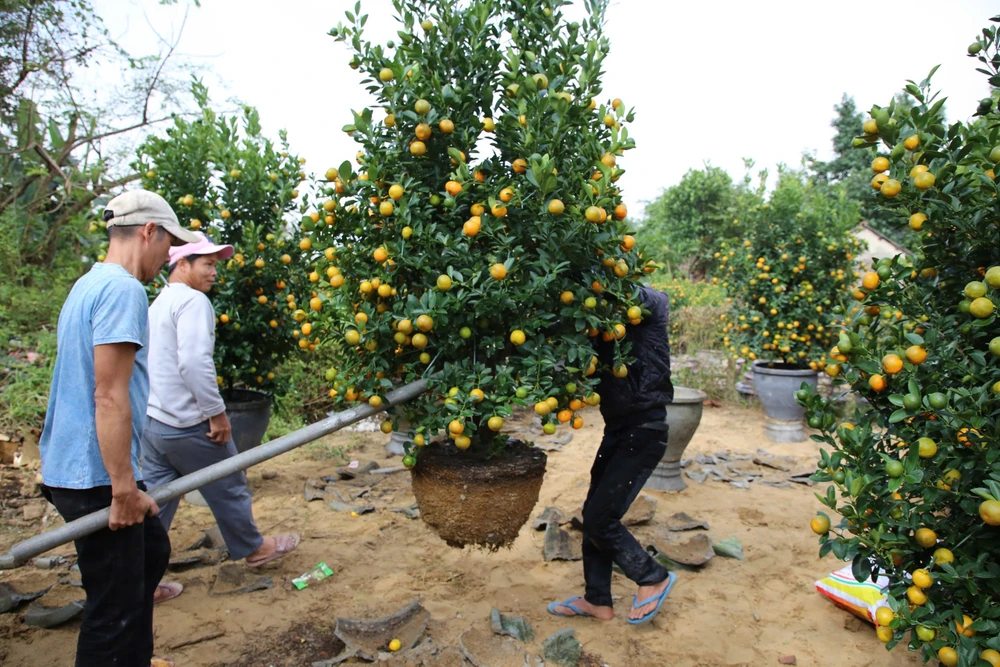 tết nguyên đán đà nẵng