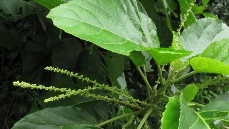 uống nước lá lộc mại.jpg