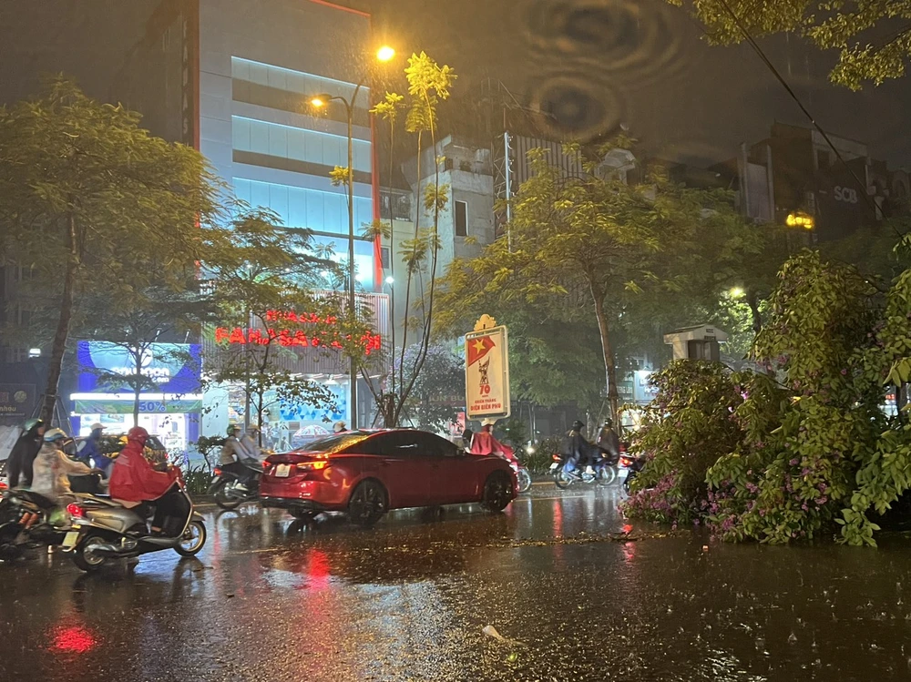 cây bằng lăng bật gốc 1.jpg