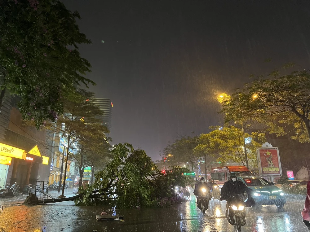 cây bằng lăng bật gốc 4.jpg