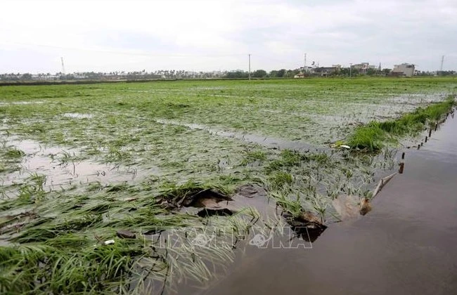 Lúa mùa của người dân xã Phú Xuân, TP Thái Bình ngập trong nước. Ảnh: TTXVN