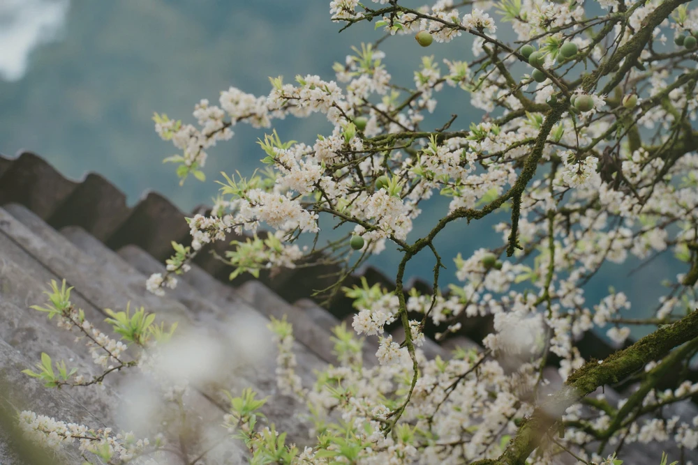 hoa mận mộc châu