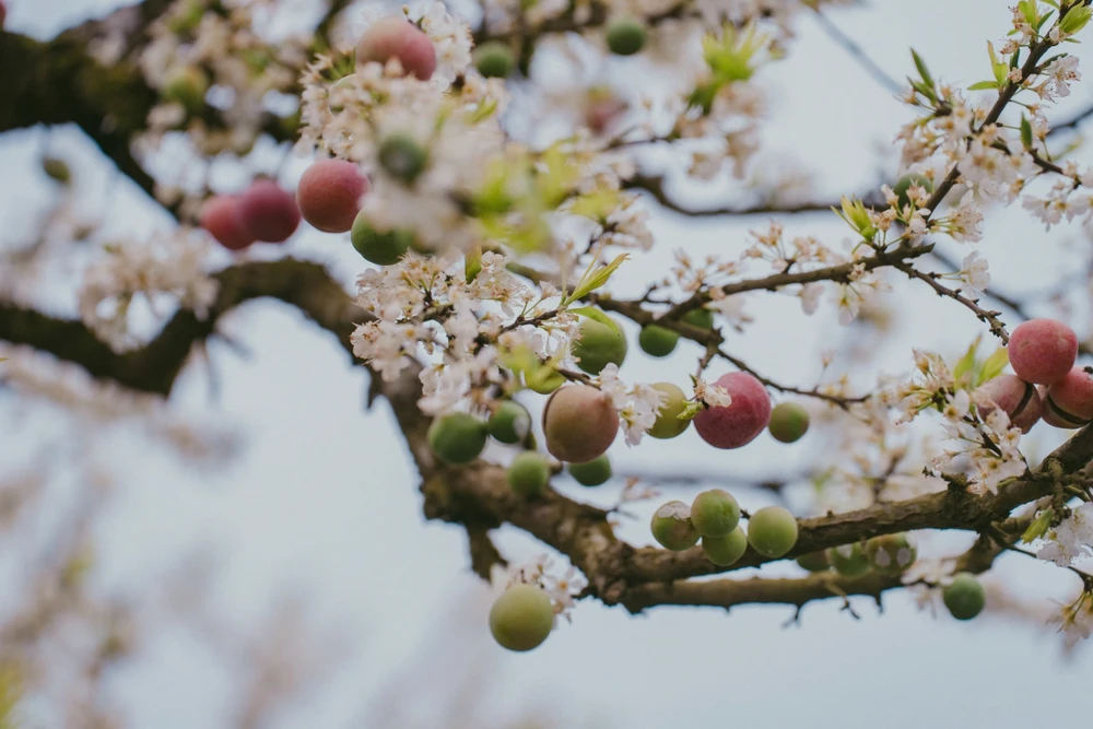 hoa mận mộc châu