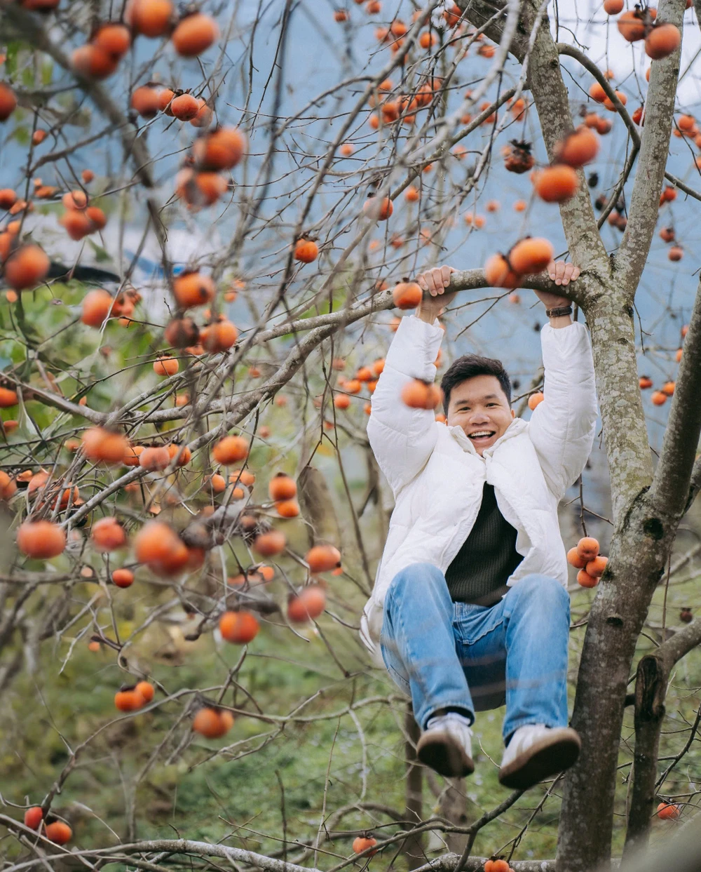 hoa mận mộc châu