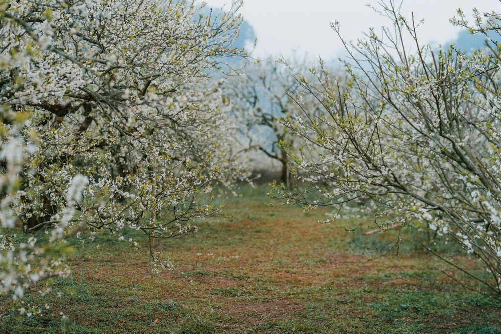 hoa mận mộc châu