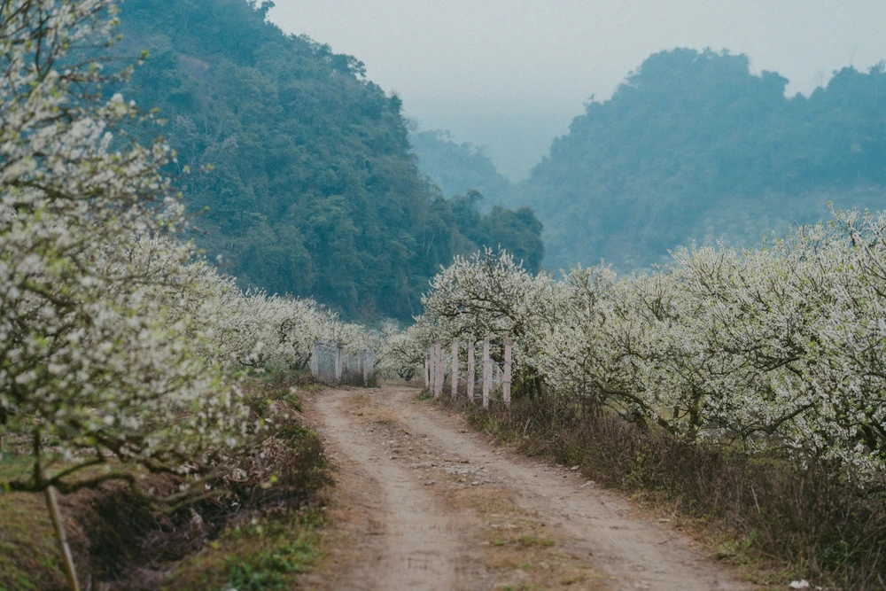 hoa mận mộc châu
