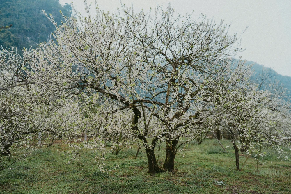 hoa mận mộc châu