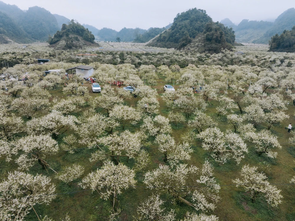 Không chỉ chiêm ngưỡng vườn hồng, hoa mận Mộc Châu, nhiều du khách còn được trải nghiệm cắm trại, đốt lửa xuyên đêm... Theo thống kê của Phòng Văn hóa và Thông tin huyện Mộc Châu, từ ngày 25-1 đến hết tháng 2-2025, Mộc Châu ước tính đón 930.000 khách du lịch, doanh thu ước đạt 1.300 tỉ đồng. Trong tuần, lượng khách đạt hơn 10.000 lượt/ngày, vào cuối tuần con số này tăng gấp đôi.