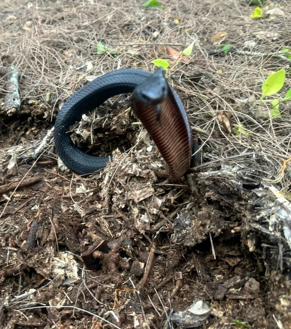 rắn cực độc.jpg