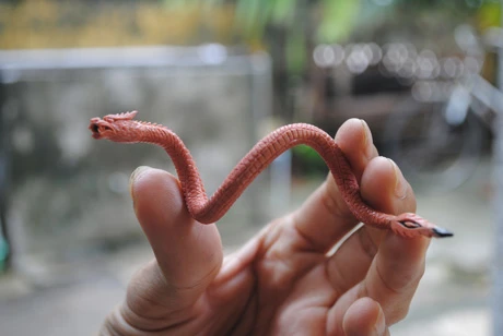 Hình khắc con rồng từ bút chì