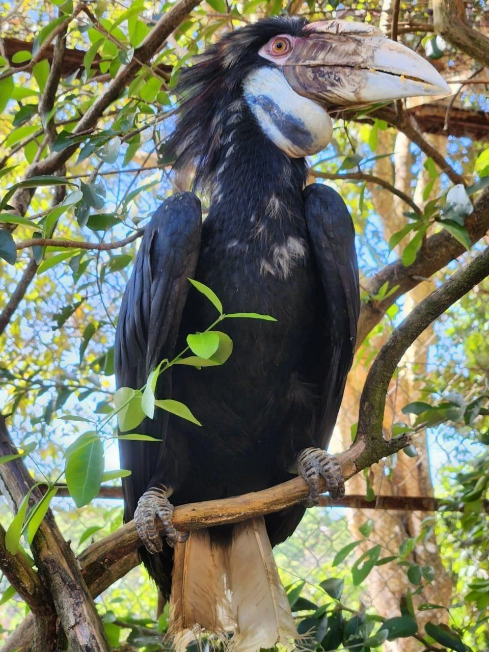 Niệc mỏ vằn cực quý hiếm có tên khoa học là Rhyticeros undulatus, là một loài chim thuộc họ Hồng hoàng. Ảnh: K.T Niệc mỏ vằn cực quý hiếm có tên khoa học là Rhyticeros undulatus, là một loài chim thuộc họ Hồng hoàng. Ảnh: K.T