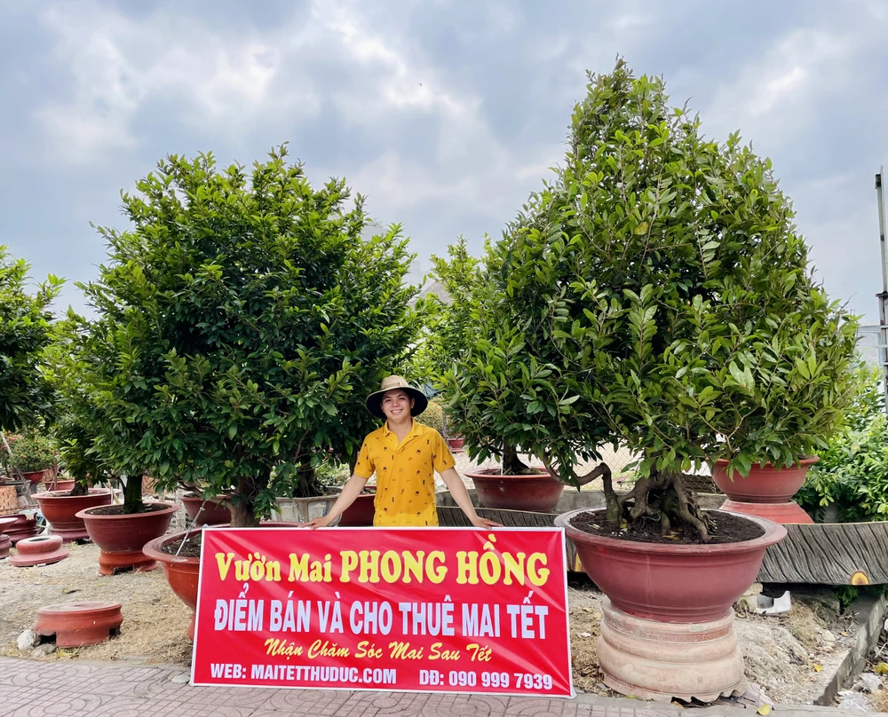 Anh Trần Ngọc Lưu (con trai chủ vườn mai Phong Hồng, Phường Linh Đông, TP Thủ Đức) cho biết vườn đã bắt đầu thuê nhân công ngắt lá, chăm sóc để mai kịp tập trung chất dinh dưỡng nuôi nụ và ra hoa.