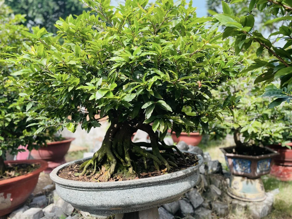"Năm nay vườn đầu tư khoảng 500 chậu, chủ yếu là các loại mai bonsai vừa và trung, mai tứ quý, mai giảo Thủ Đức. Giá mỗi cây dao động từ 8 triệu đến 200 triệu. Bây giờ là thời điểm khách đặt mai cho tất niên, chủ yếu là khách TP.HCM, Bình Dương" - anh Lưu cho biết.