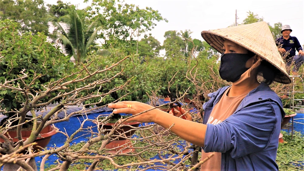 Đối với các khách hàng ở miền Bắc thì việc ngắt lá mai tiến hành từ bây giờ là vừa, đến khi xuống lá hàng loạt để phục vụ thị trường TP.HCM thì cần đến 30-40 nhân công.