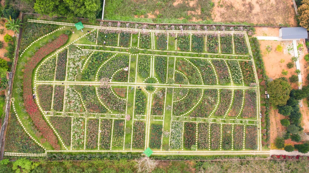Vườn hồng có thiết kế kẻ vạch, chia ô độc đáo khi nhìn từ trên cao.