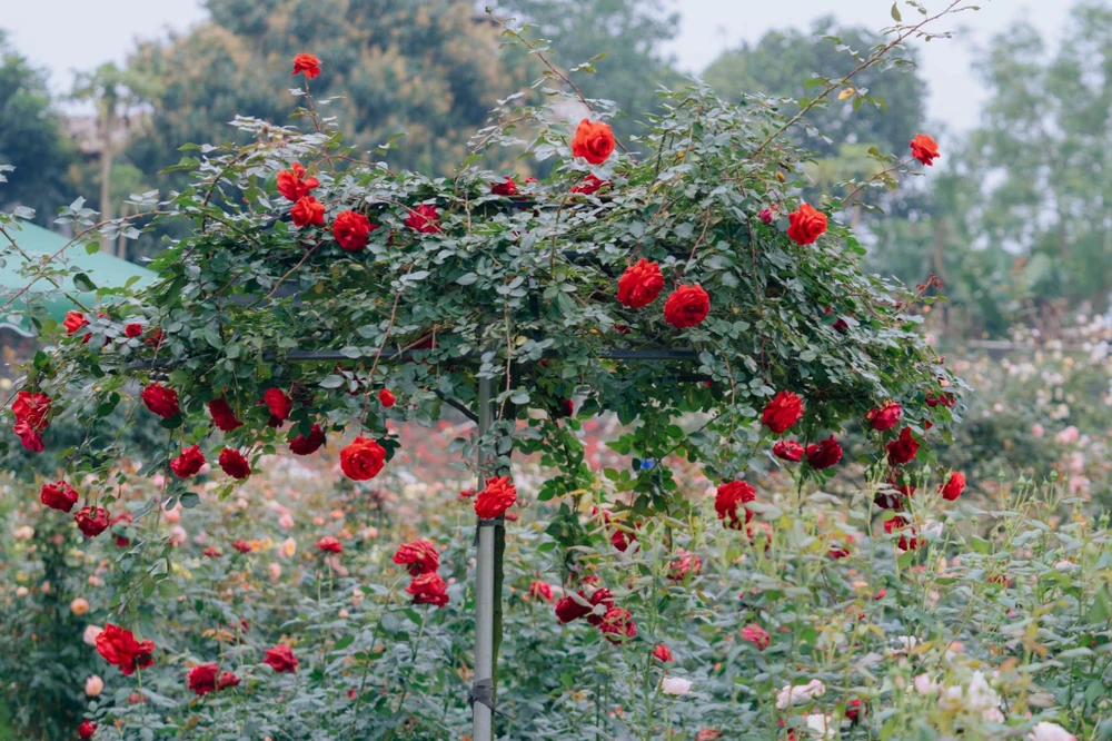 Hoa hồng Republic de Montmartre rực rỡ khoe sắc trên nền lá xanh.