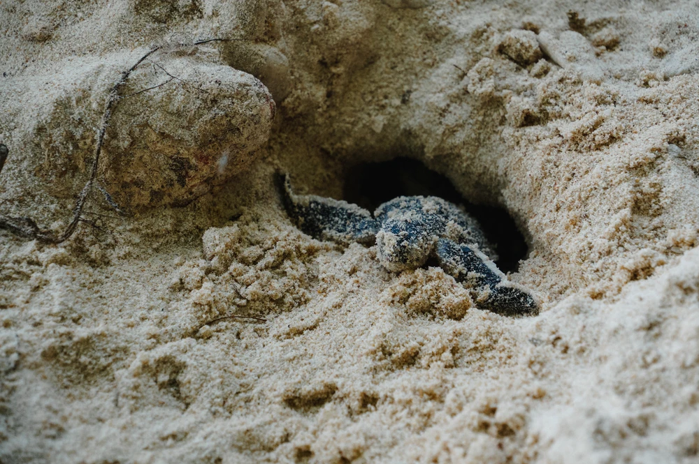 Sau khoảng 50 - 65 ngày rùa con sẽ nở và bò lên khỏi mặt cát. Thời gian ấp trứng phụ thuộc vào nhiệt độ của bãi cát, nhiệt độ càng cao thì thời gian ấp càng ngắn và ngược lại. Trứng rùa biển chỉ có thể nở trong giới hạn nhiệt độ từ 26oC đến 32 oC. Ảnh: NGUYÊN PHÁT