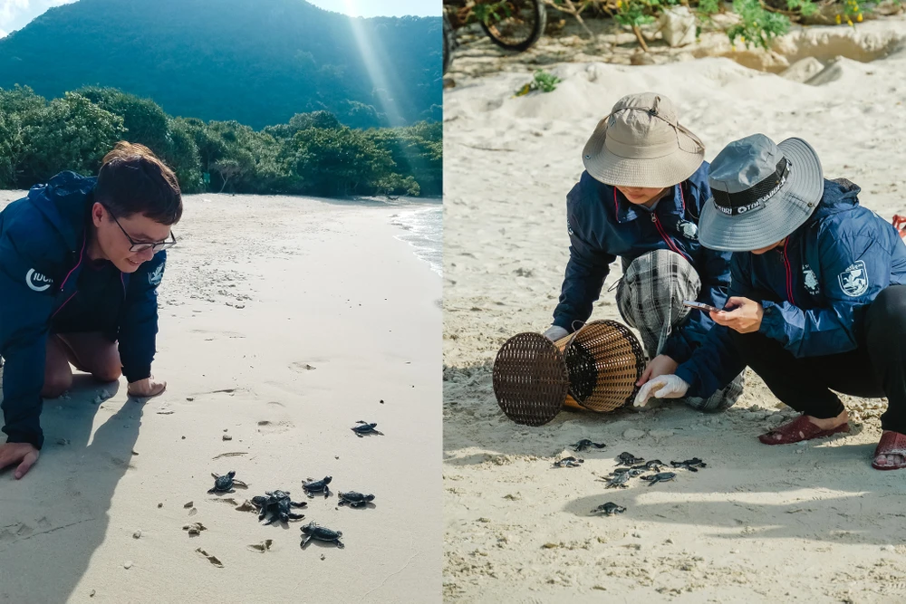 TNV thả rùa con về biển, rùa con có thể tự định hướng ra biển nhờ từ trường trái đất và tiếng sóng biển. Thời điểm rùa con bò trên bãi cát lần đầu tiên rất quan trọng vì đây là lúc rùa con định vị nơi mình sinh ra để có thể quay lại sau khoảng 30 năm. Ảnh: NGUYÊN PHÁT
