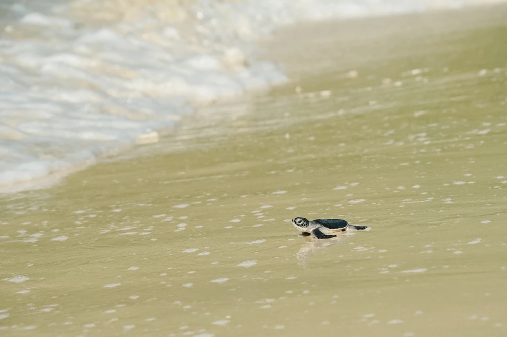 Rùa con sau khi xuống biển sẽ bơi liên tục không ăn trong 24 giờ đầu tiên, bắt đầu cuộc hành trình chu du khắp các đại dương.Ảnh: NGUYÊN PHÁT