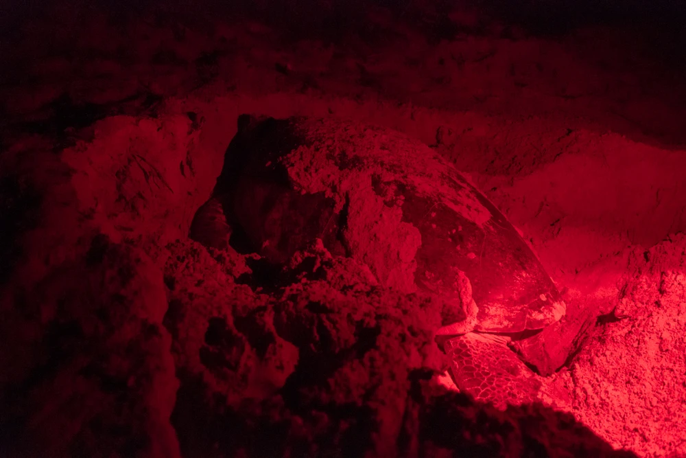 Vào buổi chiều tối, rùa biển mẹ sẽ bơi vào bờ quan sát trước khi đẻ. Sau khi tìm được vị trí thích hợp, rùa mẹ đào tổ đẻ trứng. Khi quan sát rùa đẻ trứng cần giữ yên lặng và dùng ánh sáng đỏ để hạn chế ảnh hưởng đến rùa. Ảnh: NGUYÊN PHÁT