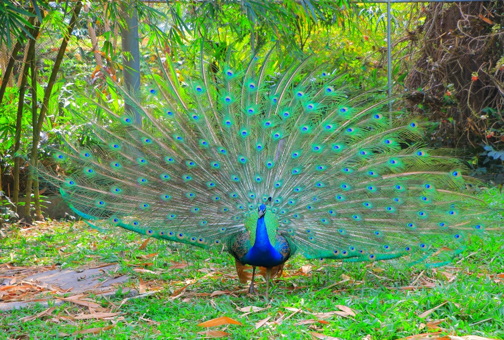 thao cam vien 15.JPG