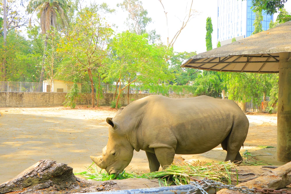 thao cam vien 18.JPG