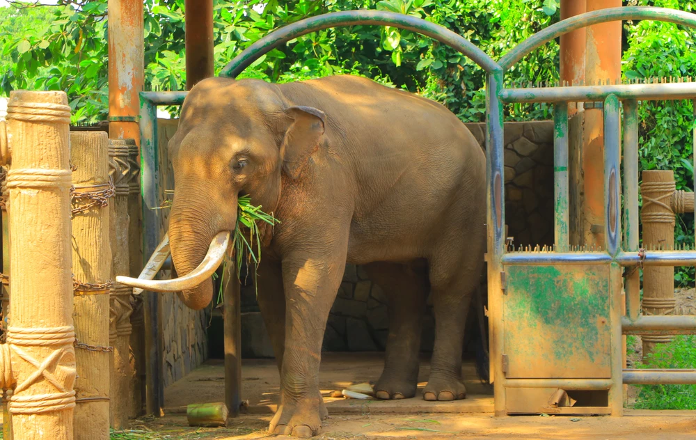 thao cam vien 22.JPG