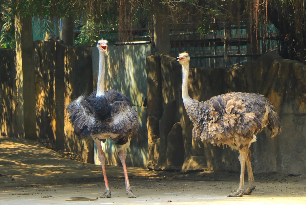 thao cam vien 31.JPG