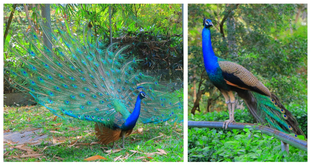 thao cam vien 37.png