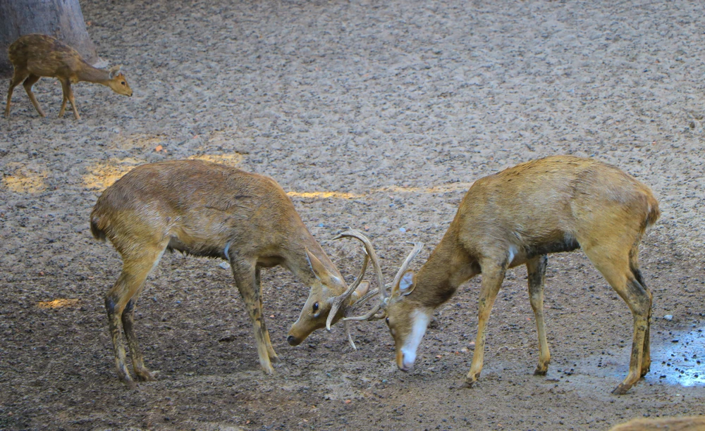 thao cam vien 58.JPG