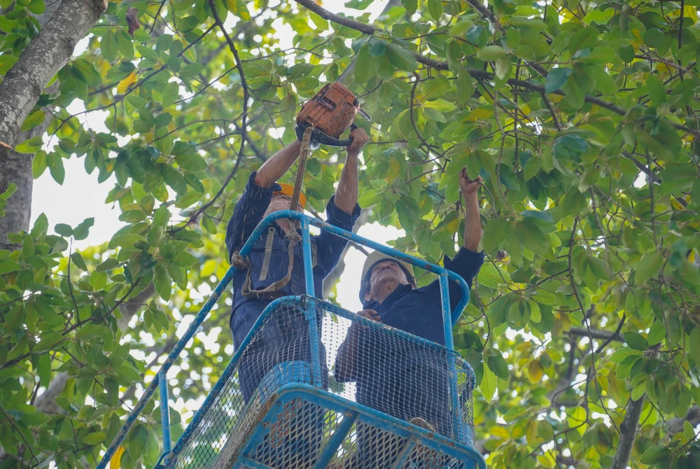 cay-xanh-lau-nam (10).jpg