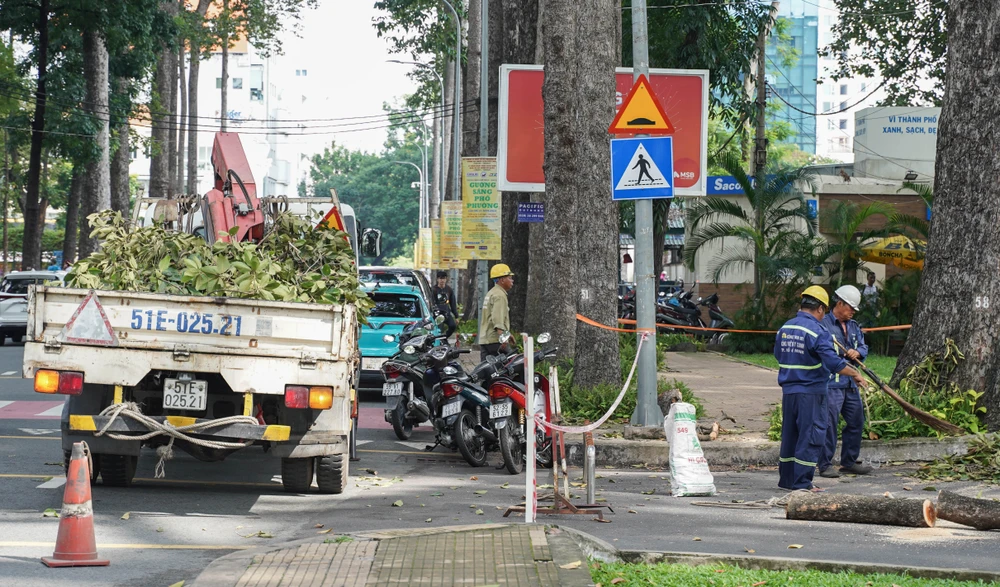 cay-xanh-lau-nam (12).jpg