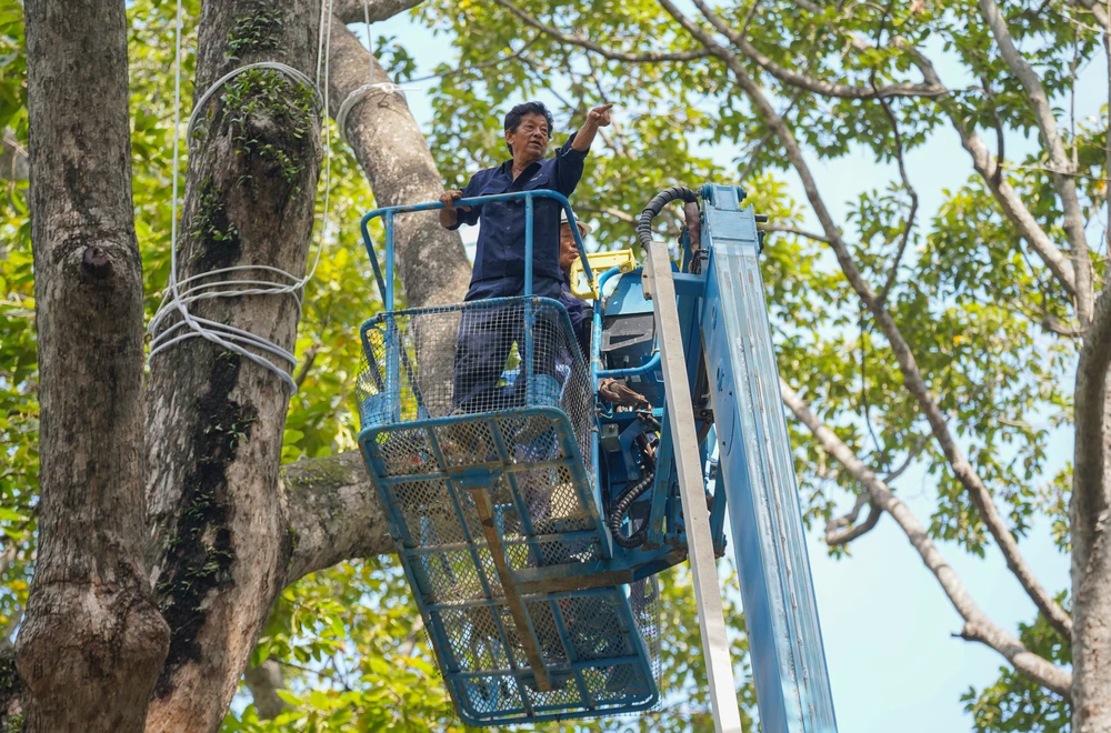 cay-xanh-lau-nam (14).jpg