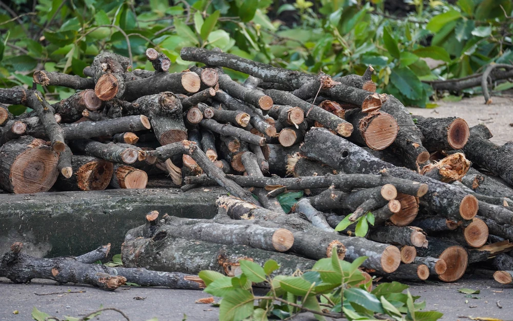 cay-xanh-lau-nam (7).jpg