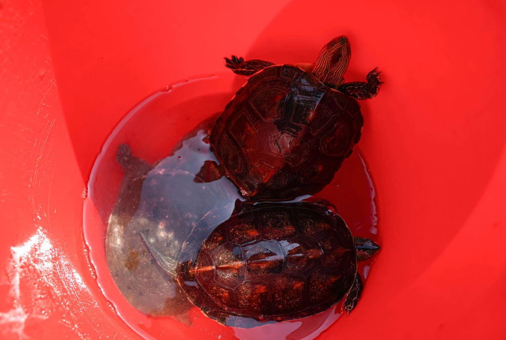 ông Công ông Táo (3).jpg