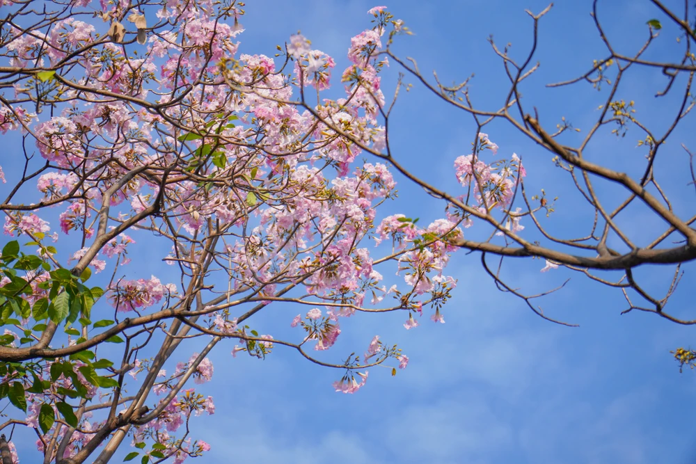 Hoa kèn hồng (11).jpg