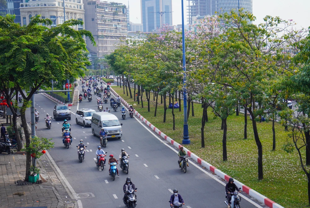 Hoa kèn hồng (14).jpg