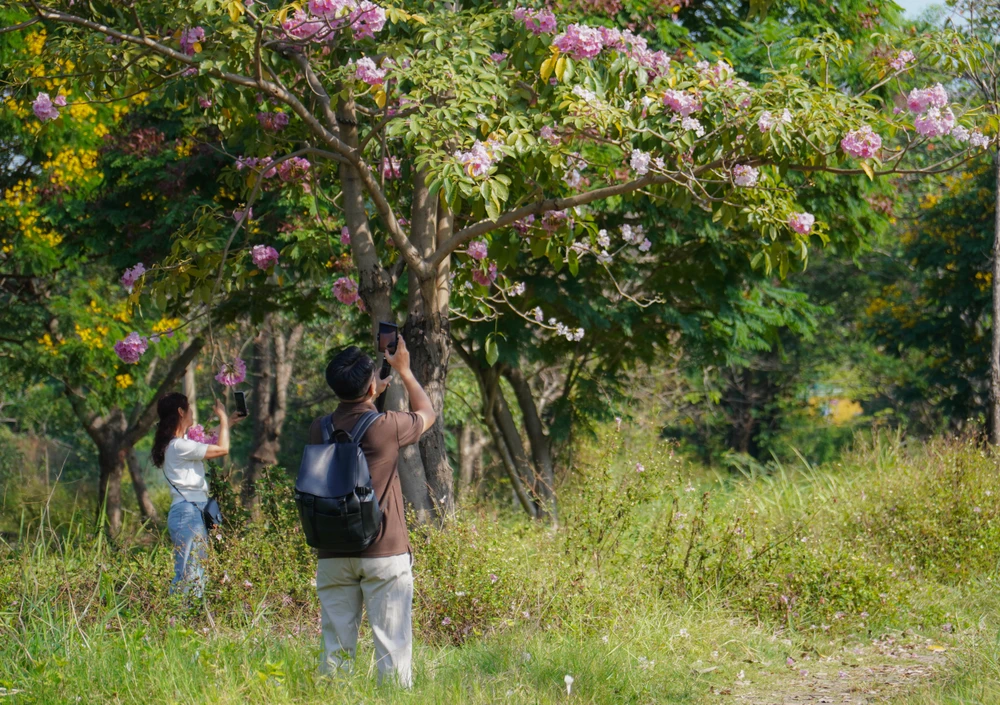 Hoa kèn hồng (3).jpg