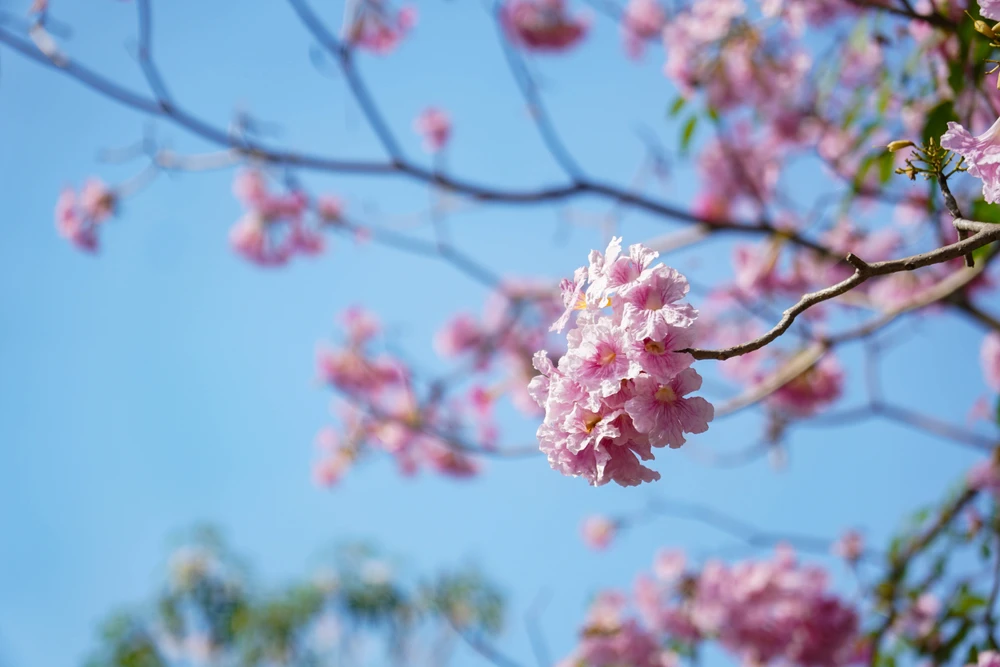 Hoa kèn hồng (6).jpg