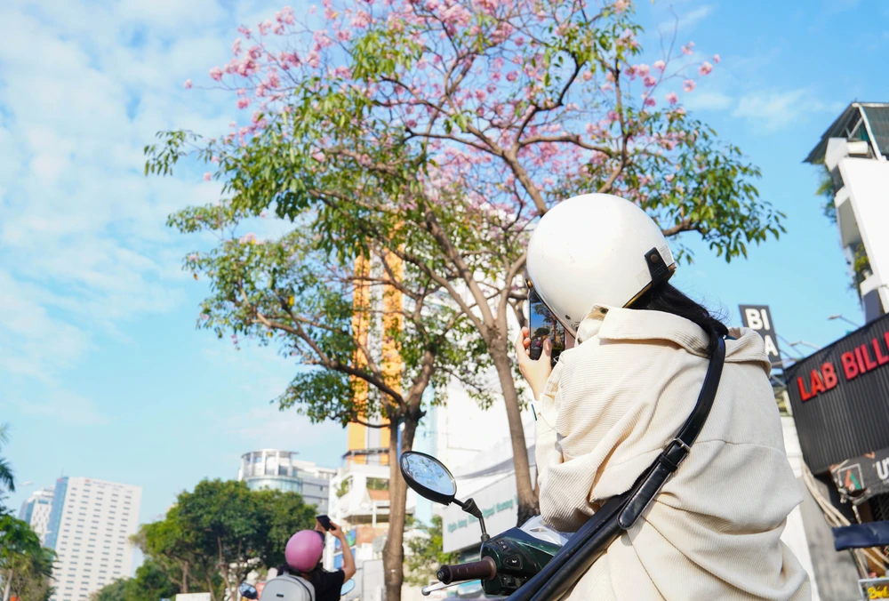 Hoa kèn hồng (8).jpg