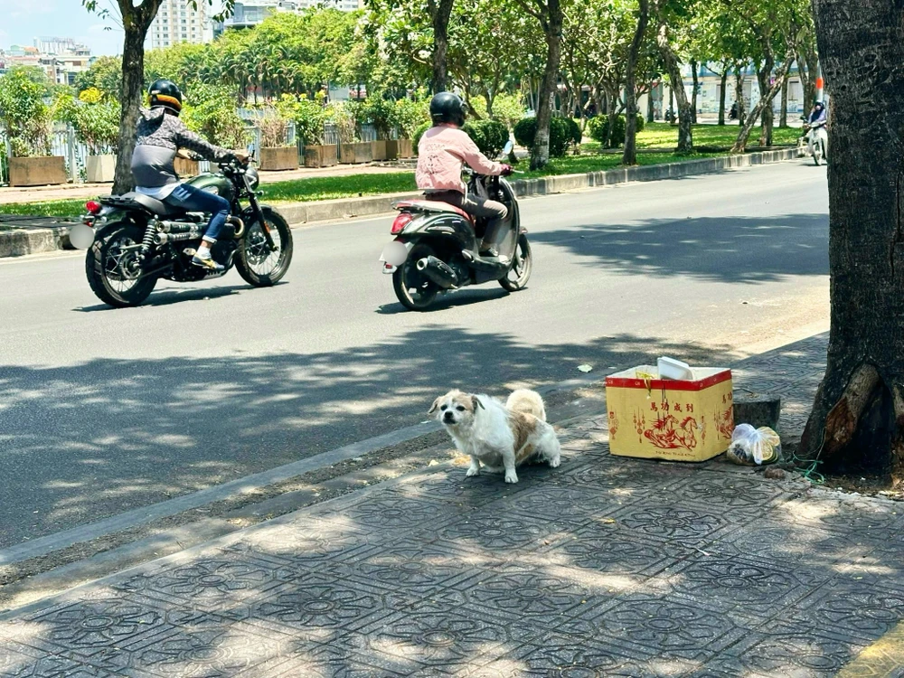 xử phạt qua camera chó thả rong.jpg