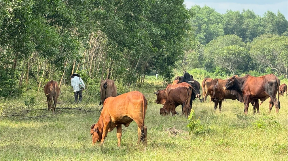 Gia súc gây tai nạn giao thông.jpg