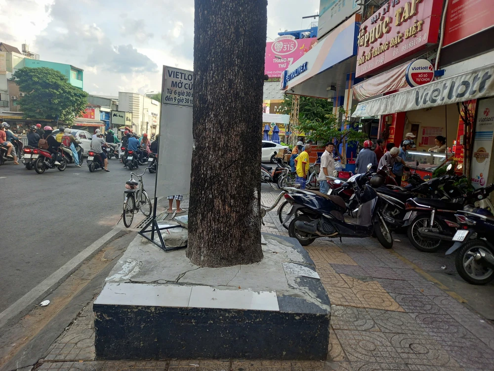 Đoạn đường Trần Phú, quận 5, cây xanh bị trám xi măng kín gốc