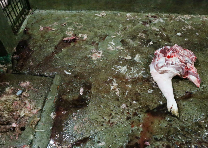 Phát hiện lò mổ heo lậu xài dấu kiểm dịch giả ảnh 2