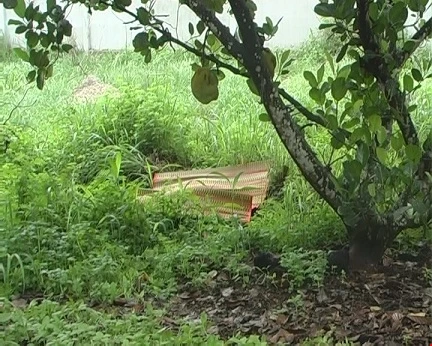 giết con chủ nhà trọ