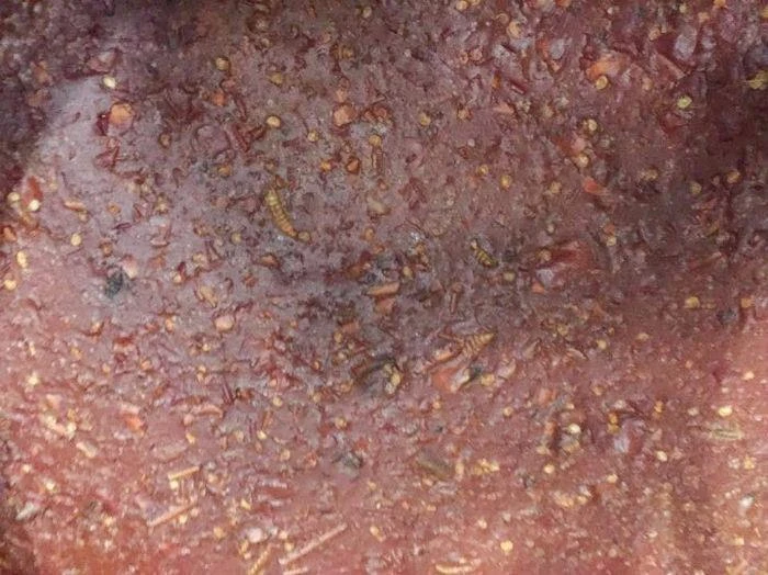 Tương ớt giòi bò lúc nhúc khiến nhiều người kinh hãi.