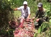 Một con bò tót bị giết lấy thịt tại Vườn quốc gia Cát Tiên