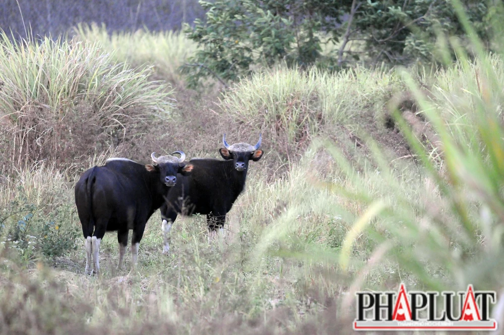 Các chuyên gia lo ngại và có ý kiến không đồng ý mở đường xuyên lõi Khu bảo tồn sẽ ảnh hưởng đến động vật quý hiếm đang được bảo tồn. Ảnh: VH.