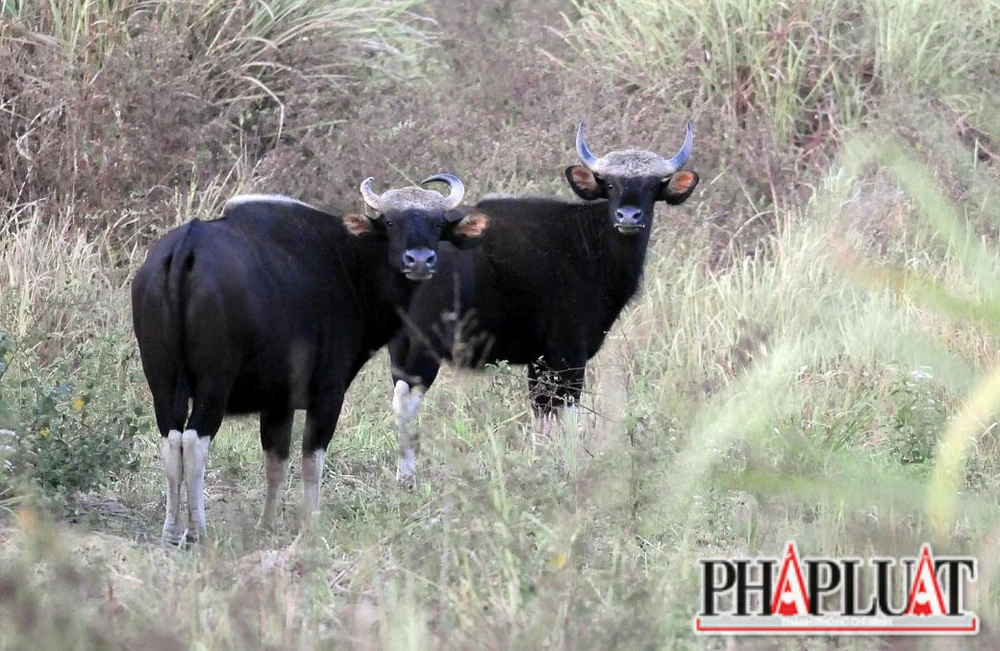 Các ý kiến đều không đồng ý mở đường xuyên lõi Khu bảo tồn, vì lo ảnh hưởng đến động vật quý hiếm đang được bảo tồn tại đây. Ảnh: VH
